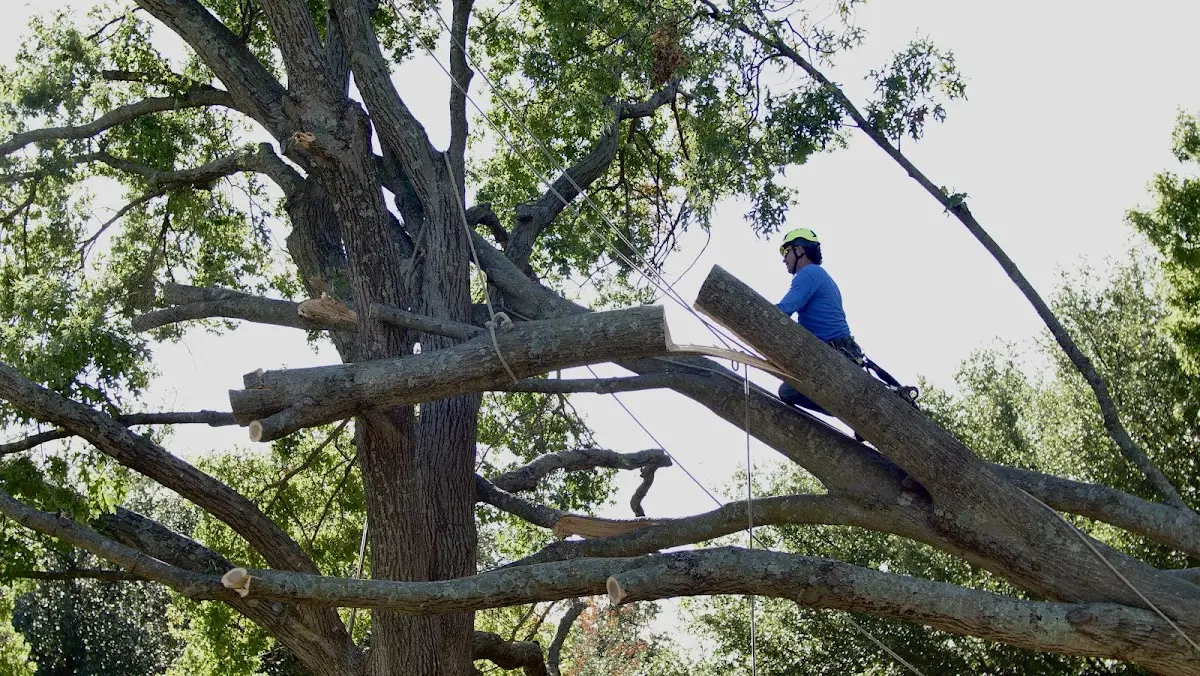 Professional Crown Thinning performed by certified arborists in Philipp